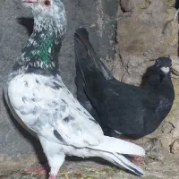 کفتر جفت سار المانی