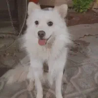 سگ پا کوتاه