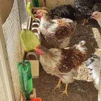 فروش ۲ عدد خروس جوان ۵ ماهه ویندوت آمریکائی|حیوانات مزرعه|اصفهان, مرداویج|دیوار