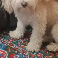 سگ گم شده.. شیتزو|سگ|کرمانشاه, |دیوار