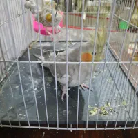 عروس هلندی ماده