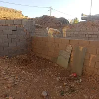 سگ خانگی 2ساله