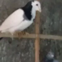 کبوتر کفتر رنگه|حیوانات|مشهد, نظام دوست|دیوار