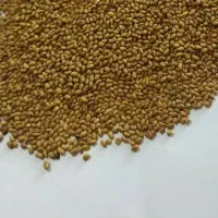 بذر یونجه نیک شهری
