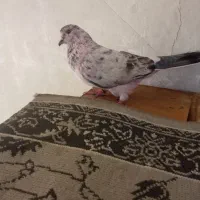 کبوتر پرشی کفتر|پرنده|تهران, مشیریه|دیوار