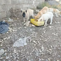 سگ چاعو چاعو|سگ|محمدیه-قزوین, |دیوار