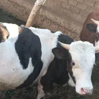 دو گوساله نر شرابی|حیوانات مزرعه|ماهنشان, |دیوار