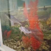 آکواریوم و ماهی