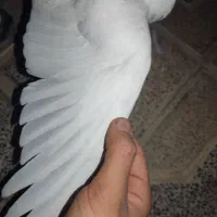 جوجه کبوتر شیخ|پرنده|فولادشهر, B2|دیوار