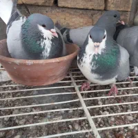 خرقه شوخ|حیوانات|اصفهان, رسالت|دیوار