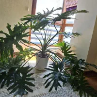 برگ انجیری فر