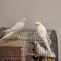 عروس هلندی نر و ماده