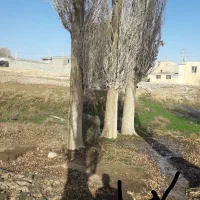 خریدار انواع درخت و چوب