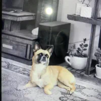 سگ گمشده مژدگانی|حیوانات|شاهینشهر, ۹ دی|دیوار