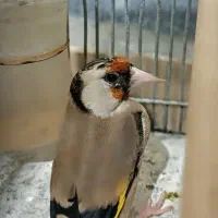 سهره ماده دورگ عطیقه