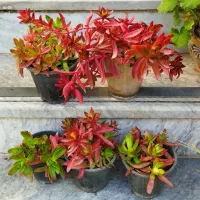 فروش ویژه یلدایی