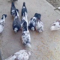 20عدد کبوتر فروشی