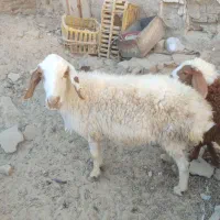 میش وبره ماده اش|حیوانات مزرعه|زاهدان, |دیوار