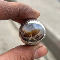 شجر بسیار زیبا