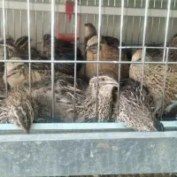 بلدرچین خانگی تخم گذار