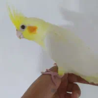 گمشده