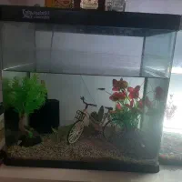 آکواریوم سالم و ارزان فروشی|ماهی|کتالم و سادات شهر, |دیوار