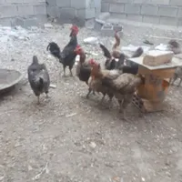 مرغ و خروس|پرنده|خمینی‌شهر, |دیوار
