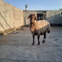 گوسفند سالم وسرحال ماده