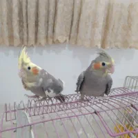 پرنده|پرنده|همدان, |دیوار