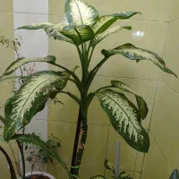 گل و گلدان طبیعی