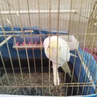 عروس هلندی|پرنده|قم, چهل اختران|دیوار