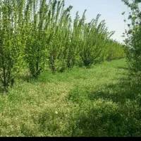 باغچه-7ساله-الوان-فنس-کشی-انباری