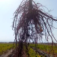 نهال انگور ایرانی و خارجی