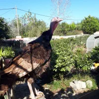 بوقلمون برنز|حیوانات مزرعه|خرم‌آباد (تنکابن), |دیوار