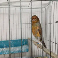 تعدادی قناری قرص بخون