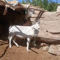 الاغ