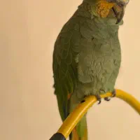 طوطی آمازون