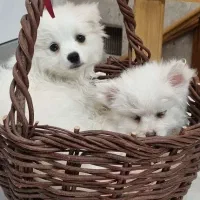 پامر،پامرانین، پامرین|سگ|اصفهان, عمان سامانی|دیوار