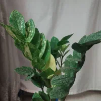 زاموفیلیا ابلق|گل و گیاه طبیعی|مشهد, نرگس (شهرک غرب)|دیوار