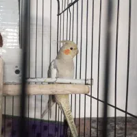 عروس هلندی|پرنده|کرج, شهرک فهمیده|دیوار