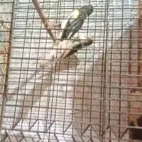 یک جفت قناری درحاله لانه دروس کردن