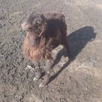 بره ماده مخصوص سیزده بدر