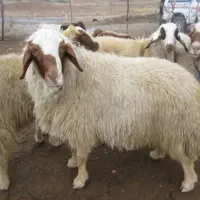گوسفند زنده برای قربانی و ذبح بدون واسطه کف قیمت