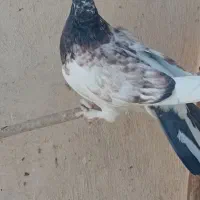 جوجه|پرنده|قم, شاه سید علی|دیوار