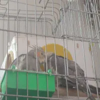 عروس هلندی تخمگذار جفت