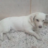 فروش سگ پا کوتاه