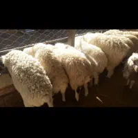 بره ماده سبک کابور زاییده شیشک چینی