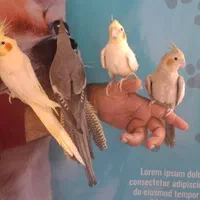 جوجه های عروس هلندی رام و دستی چلوندنی 2 ماهه|پرنده|تهران, تهرانپارس شرقی|دیوار