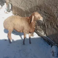 بره قوچ چینی