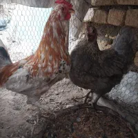 مرغ وخروس گلین